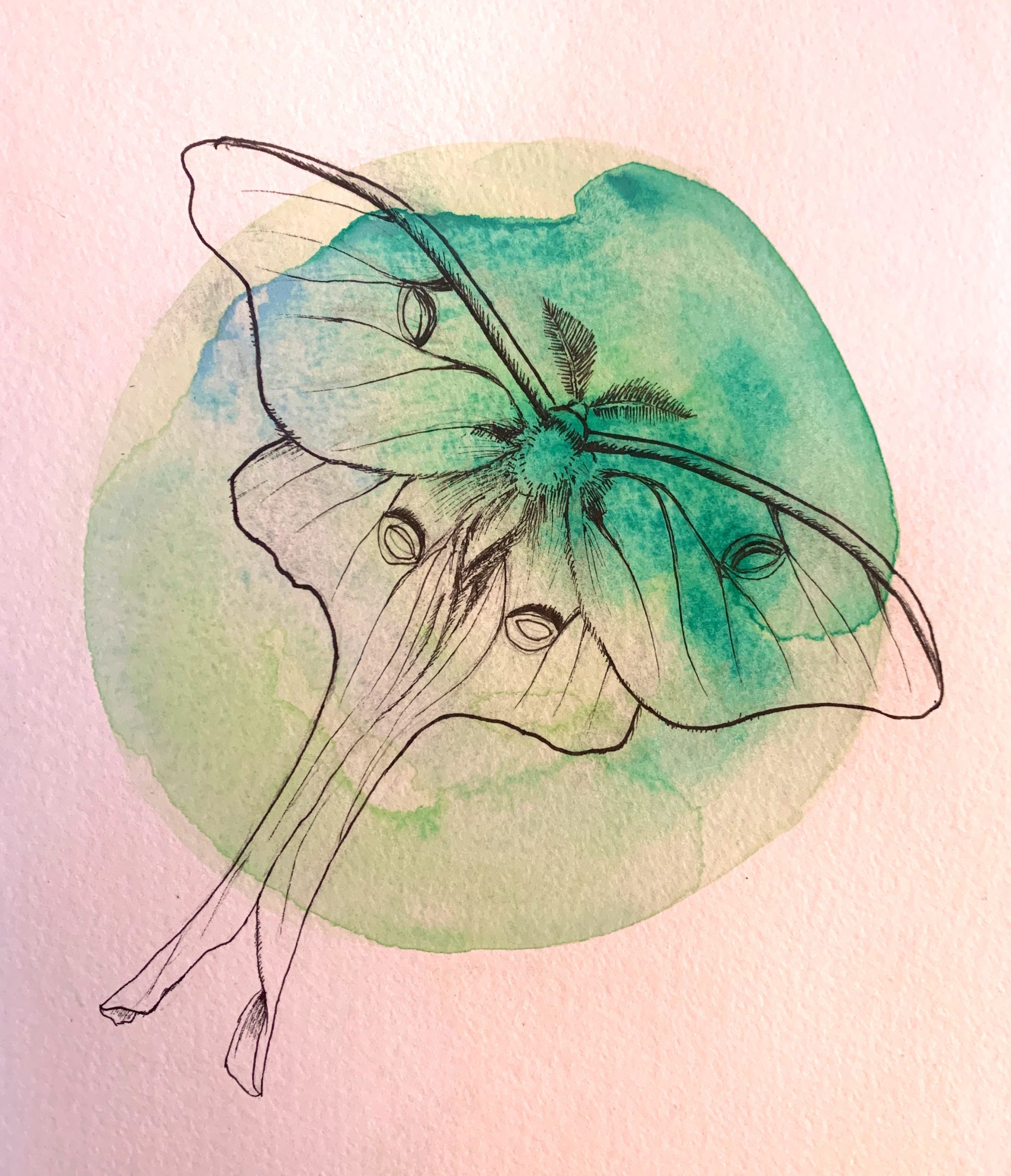 luna moths and kingsolver